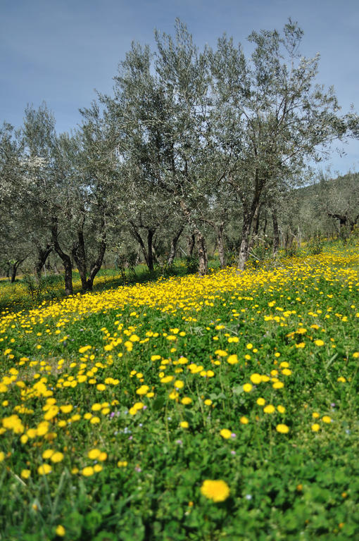 Agriturismo "Antico Frantoio" Villa Foligno Kültér fotó